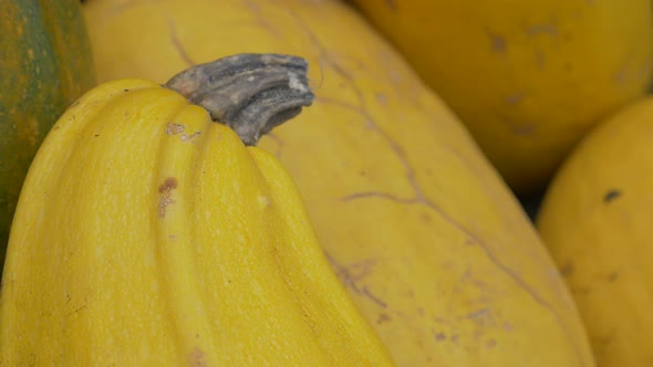 Pumpkins fresh harvested in the garden 4K 2160p UHD footage - Yellow pumpkins on the ground 4K 3840X