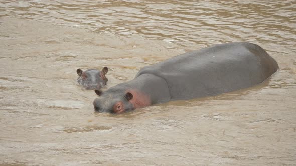 Hippopotamus and calf in a river