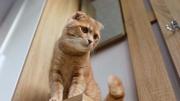 Home cat sitting on table, watching movement of object, cat playing