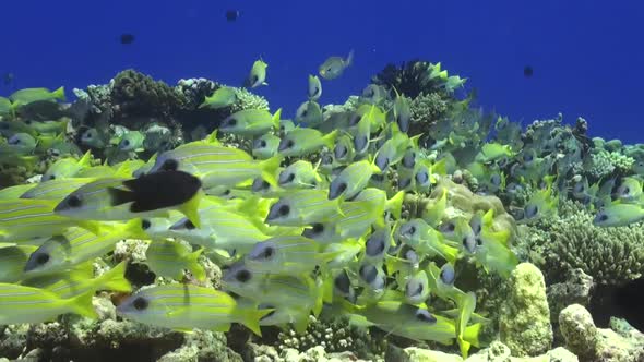 shoal of bluestriped snapper swimming over tropical coral reef