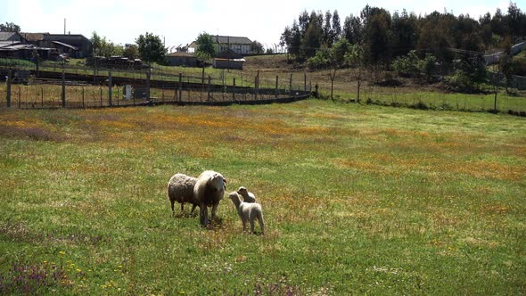 Sheeps Grazing in the Field