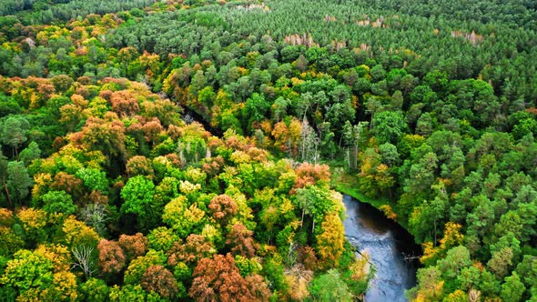 Forest and small river in autumn, aerial view