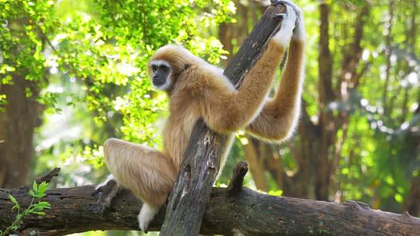 Brown gibbon primate on the tree branch yawning. Anatomically human-like anthropoid.