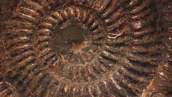 Petrified extinct ammonite fossil shell remains