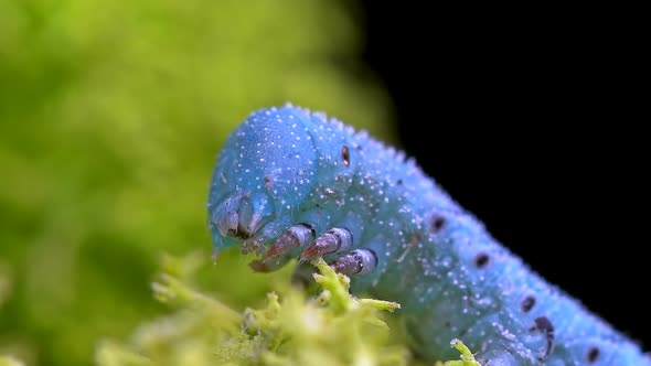 Caterpillar Insecta Manduca Sexta Family Sphingidae