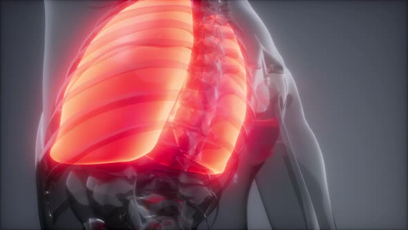 Human Lungs Radiology Exam alt