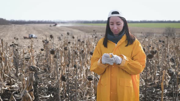 Young Woman Farmer Standing on Corn Field During Harvesting. Girl Takes Ripe Corn for Checking