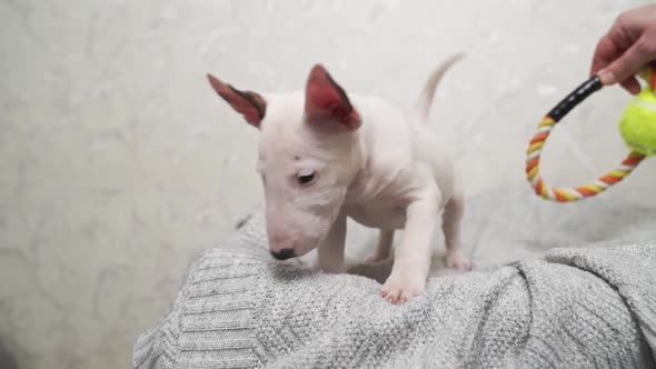 Cute Mini Bull Terrier Puppy Playing with Toy on a Gray Blanket