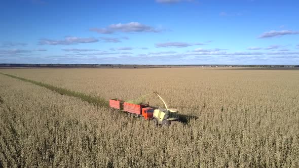 Aerial Combine Harvests Corn Pours Silomass Into Truck