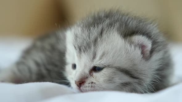 Close Up Ofscottish Kitten Lying On White Bed