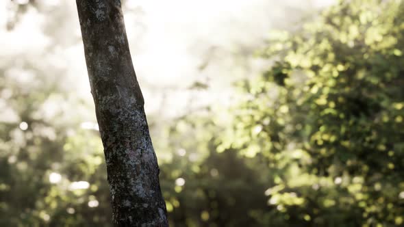 Sunbeams Pour Through Trees in Misty Forest