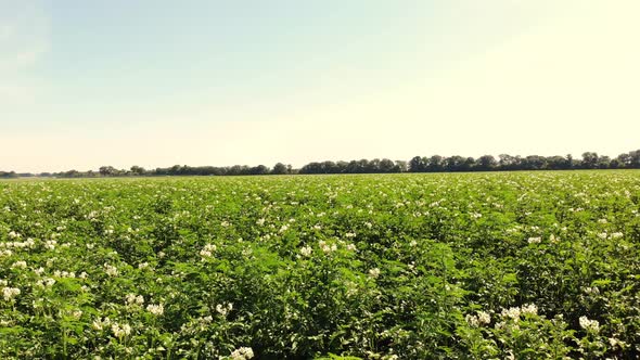 Potato Growing on Plantations. Rows of Green, Flowering Potato Bushes Grow on Farm Field. White