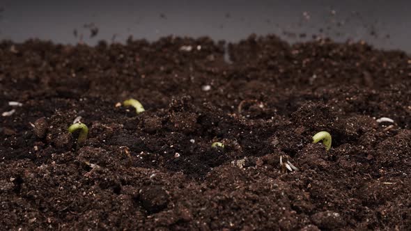 Growing Green Cucumber Plant Time Lapse