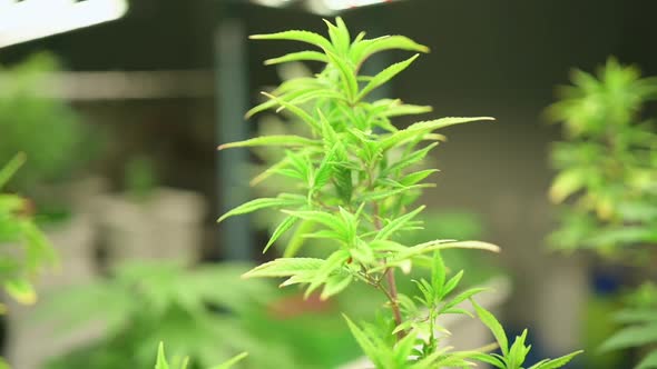 Young cannabis seedling in pots for growing. Growing ready to be raised in a cannabis farm