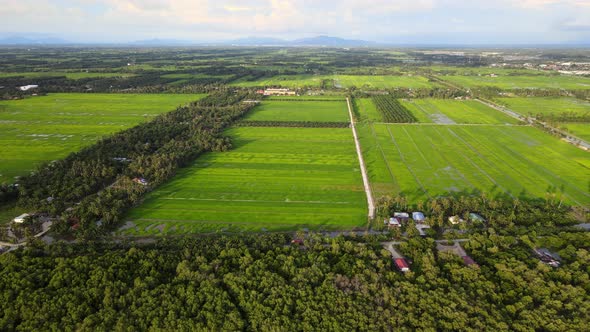 Aerial fly over green paddy field