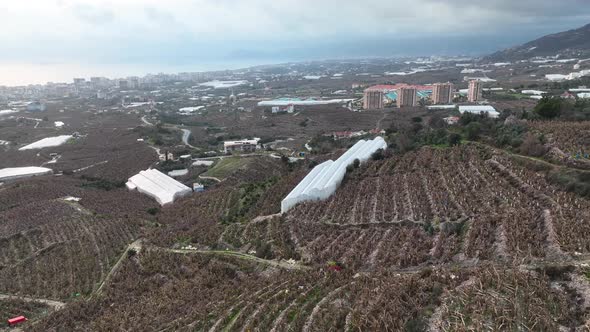 Dry Banana Plantations Aerial View