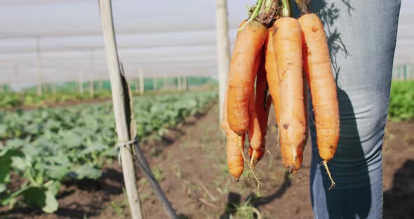 Video of legs of african american man holding carrots and standing in greenhouse