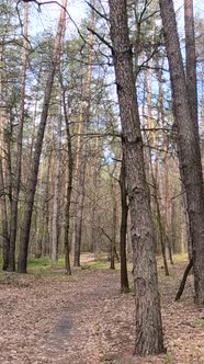 Vertical Video of the Small Road in the Forest During the Day