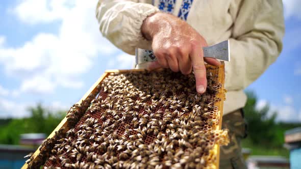 Beekeeper hold frame with bees