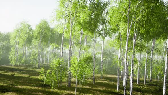 Birch Trees on the Green Grass