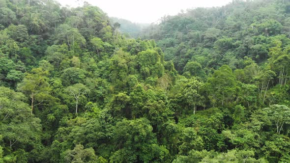 Aerial view of Jungle in Bali that surrounds