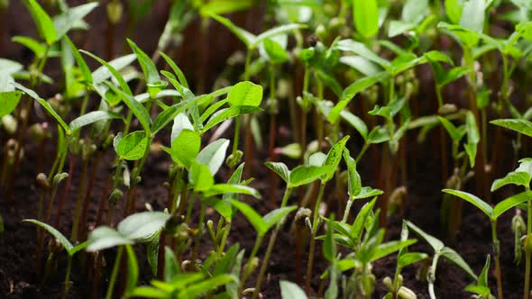 Growing Plants in Timelapse Sprouts Germination Newborn Plant