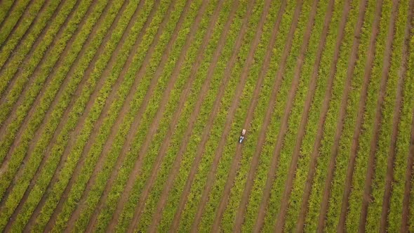 Aerial view of a vineyard and a tractor at the harvest of albariño grapes in Galicia