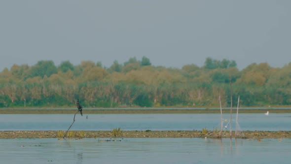 Cormorant Bird In Danube Delta