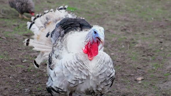 Beautiful White Turkey Walks on the Farm