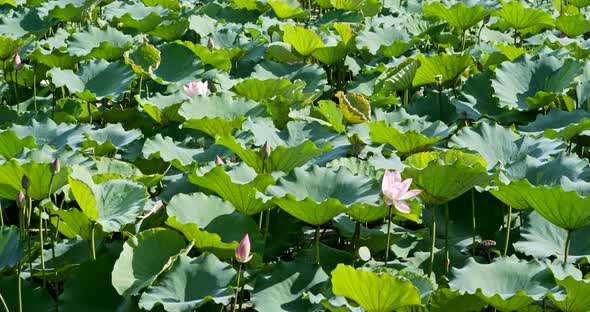 Lotus lake pond