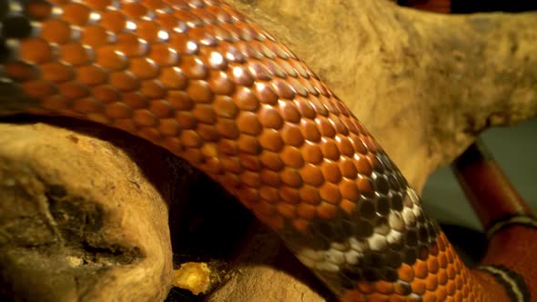 Sinaloan Milk Snake, Lampropeltis Triangulum Sinaloae Lies on Tree Branch at Black Background. Close