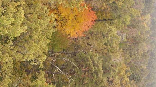 Vertical Video of Trees in the Forest in Autumn