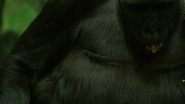 gorilla eating closeup slow motion