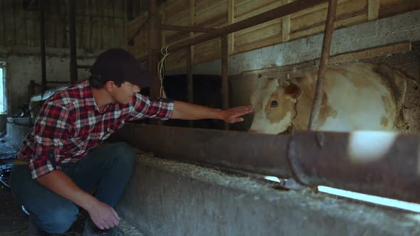 The Farmer Wants to Stroke the White Cow but She Walks Away From Him