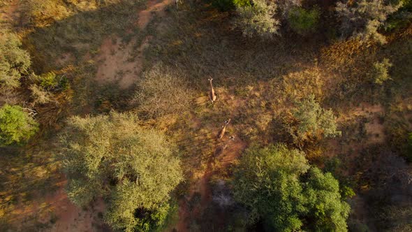 four giraffes walking along a bushy meadow in savannah, at sunset hour. Bird eyes view