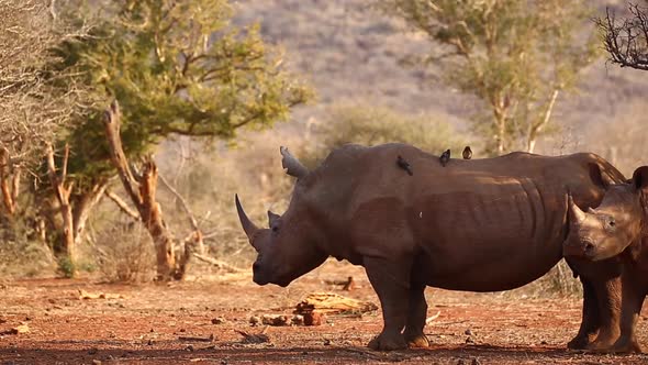 White Rhino with Oxpeckers is joined by its offspring in golden light