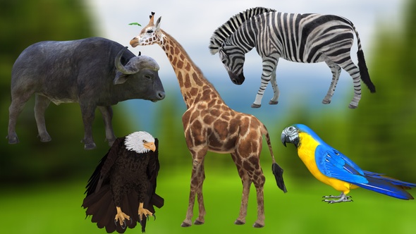 6 Animals Idle Pack - 4K