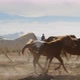 Cowboys and horses - VideoHive Item for Sale