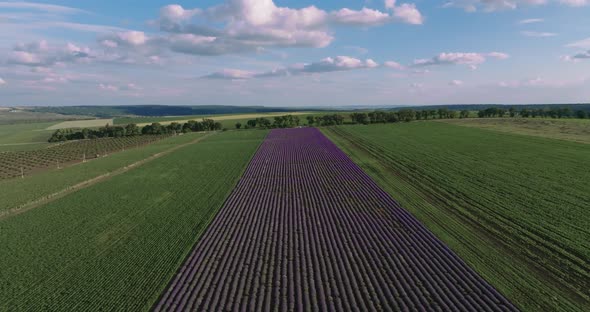 Aerial shot of a lavender hill