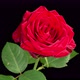 Time Lapse of Blooming Red Rose - VideoHive Item for Sale