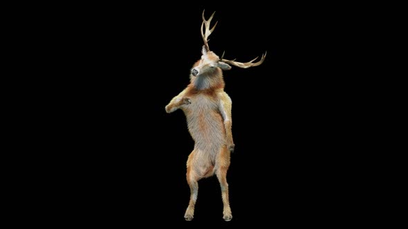 41 Deer Dancing HD