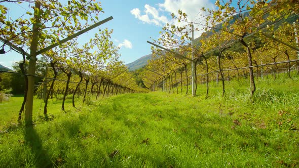 Grass Path Stretches Between Grapevines on Rural Plantation