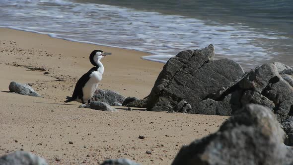 new zealand pied shag preens its feathers on a sandy beach