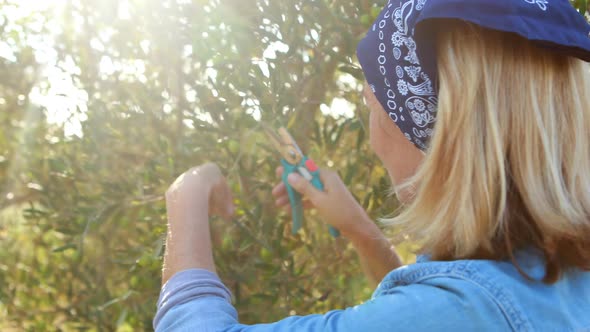 Woman pruning olive tree in farm 4k