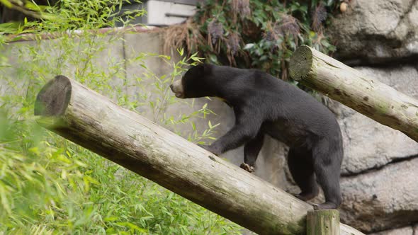 sun bear climbing log in zoo habitat