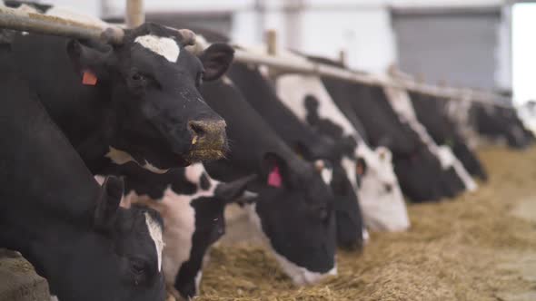 Slow Motion Video. Feeding Cows With Hay On A Dairy Farm