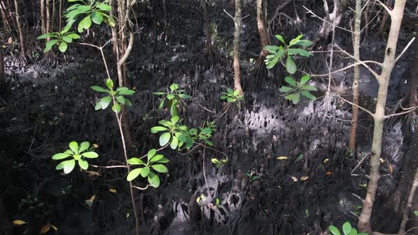 Mangroves in Rainforest Zanzibar Tangled Trees Roots in Mud of Swampy Forest