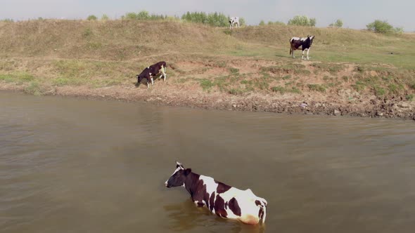 Cows Came to the Bank of the River in the Countryside to Get Drunk and Cool Off a Little From the