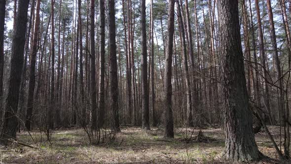 Trees in a Pine Forest During the Day Aerial View