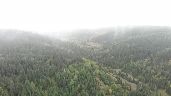 Fog smoke forest mountains.